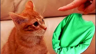 - Кто это сделал? - строго спросил хозяин, но кот зевнул и ушёл спать к себе в комнату