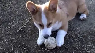 Young Goro bites ball ボールをカミカミするゴローさん