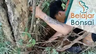 Bonsai Hunting, Collecting Free Trees for Bonsai Material