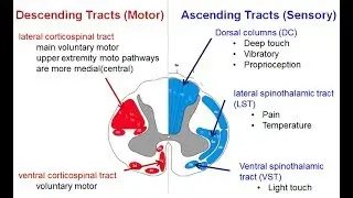 Spinal tracts (Descending and Ascending) + Spinal Cord Syndromes