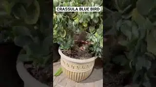 CRASSULA BLUE BIRD