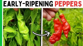 Plant THESE Peppers For A Quick Harvest