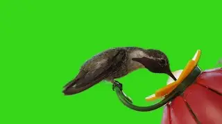 Bird drinking water in the feeder Green Screen Background effect 4K