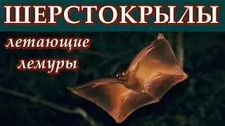 ШЕРСТОКРЫЛЫ - Летающие лемуры