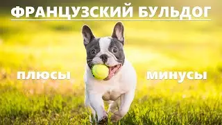 ФРАНЦУЗСКИЙ БУЛЬДОГ. Плюсы и минусы породы FRENCH BULLDOG