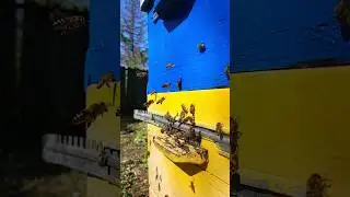 Українські бойові бджоли)) | Донеччина 2023