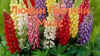 Люпин многолистный Микс (lupinus polyphyllus mix) 🌿 люпин Микс обзор: как сажать семена люпина Микс