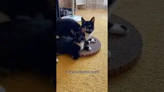 ПИНЮ ХОТЕЛИ УСЫПИТЬ ПО ОШИБКЕ 