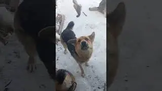 ВАЛЯ ловит НАЛЕТУ🐶