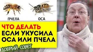 Что делать если укусила оса или пчела || добрые советы