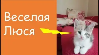 Веселый котенок Люся. Видео про котенка