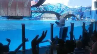 Seaworld Orlando Shamu Show (Full Show)