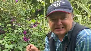 Salvia possibly  'Rocking Deep Purple'