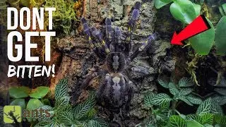 One of the Most Venomous Tarantulas in the World