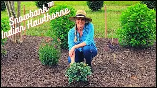 Planting A New Clean Sweep™ Snowbank™ Indian Hawthorne | Disease Resistant