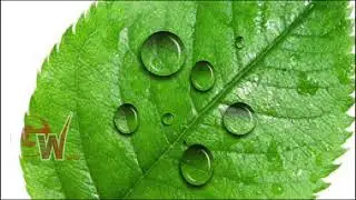 Unlock The Magic: Mastering Water Drop Effects In Coreldraw!
