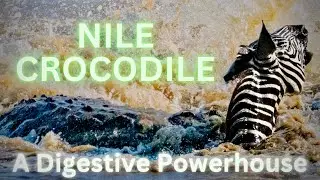 BELLY of the BEAST: The NILE CROCODILE's Digestive Mastery