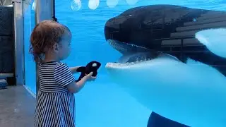 Little girl's Orca meets the real thing - "Killer Whale Up-Close Tour" at SeaWorld Orlando