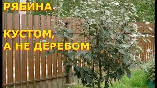 Формировка кустовидной кроны у рябины (на примере рябины шведской)