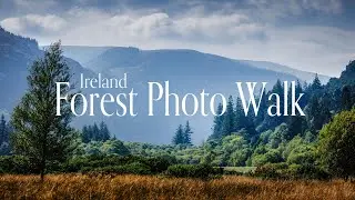 A Relaxing Photo Walk in Ireland’s Magical Forest | Glendalough