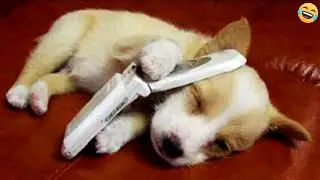 Funny ANIMAL videos😊Funniest CATS🐈and DOGS🐕 2024