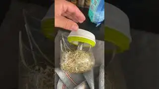 Не повезло при выращивании ростков