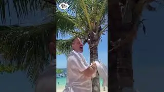 Steve and Maggie in Thailand: Coconut #shorts #steveandmaggie #thailand