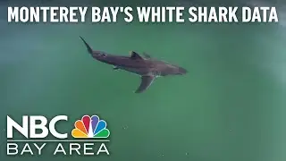 Monterey Bay Aquarium Releases Treasure Trove of White Shark Data