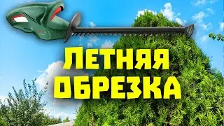 Как быстро обрезать Хвойные? Обрезка хвойных летом, как придать правильную форму.