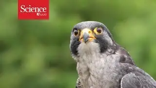 Peregrine falcons maneuver best when dive-bombing at over 300 km/hr