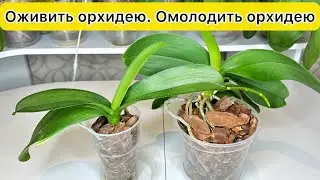Оживить орхидею Омолодить орхидею и Отдать орхидеи