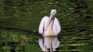 Flamingos roaming in a lake #Shorts