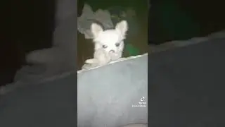 Малий Арчі не дає сумувати