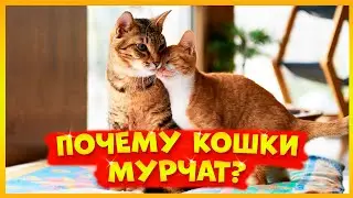 ПОЧЕМУ КОШКИ МУРЧАТ И ЧТО ЭТО ЗНАЧИТ? 🐱