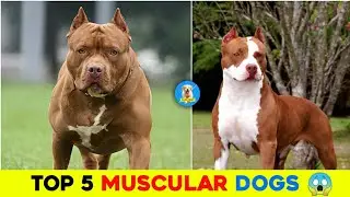 Top 5 Muscular 😱🔥 Dog Breeds 🐶✨ | #shorts #dogs #Cutedogs #puppies