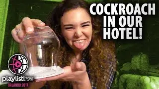 Cockroach In Our Hotel! (Playlist Live 2017 #1)