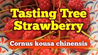 Tasting Tree Strawberry Fruit (Cornus kousa chinensis), Exotic Fruit With Beautiful Spring Flowers