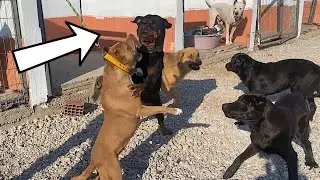 SOFİA REİNA’YA GECE RAŞAYA DALDI ÇOK ZOR ANLAR YAŞADIM!