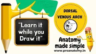 Dorsal venous arch anatomy - "Learn it while you draw it"