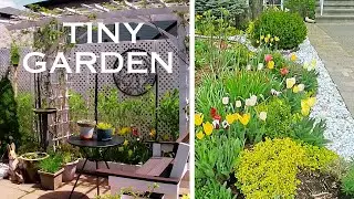 MAY TINY GARDEN TOUR UPDATE #garden #flowers #plants #gardening #gardentour #landscape #gardenideas