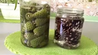 Сосновые шишки - очень полезная настойка! Лечит инсульт, простуду, ЧИСТИТ СОСУДЫ....