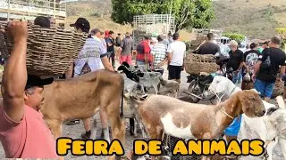 FEIRA DE ANIMAIS DE UMBUZEIRO PARAÍBA 15/11/2024