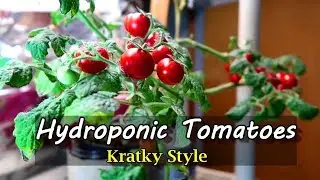 Growing Hydroponic Tomatoes Indoors Using the Kratky Method