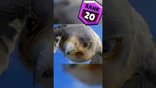 Brawl Stars Eagle Rank UP 35 #shorts