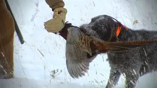 Hunting Montana's Upland Birds in a Blizzard (Classic 2015)