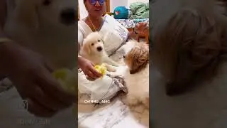 Kukka pilla ani techukunnam 🐕🐕kadu edi makapilla 🐐🐐🤣🤣🤣