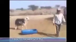 хаха ну ты баран