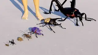 Beetle size comparison #animation #animals