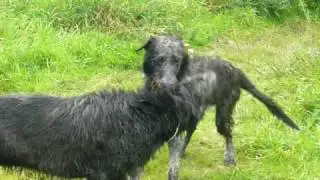 Irish Wolfhound Connor a Conchar of Stadlewood v si hrají v tropickém parnu u řeky