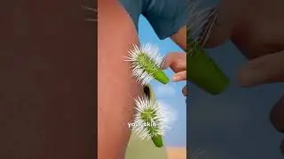 How To Remove Cholla Cactus Spines 🤔🌵